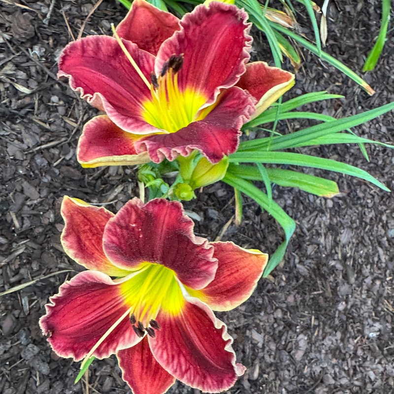 Chocolate Ruffles daylily bloom