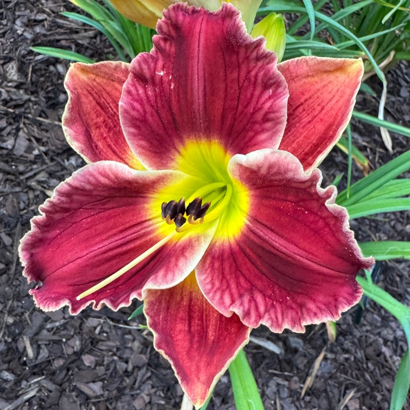 Chocolate Ruffles from Wood Branch Daylilies