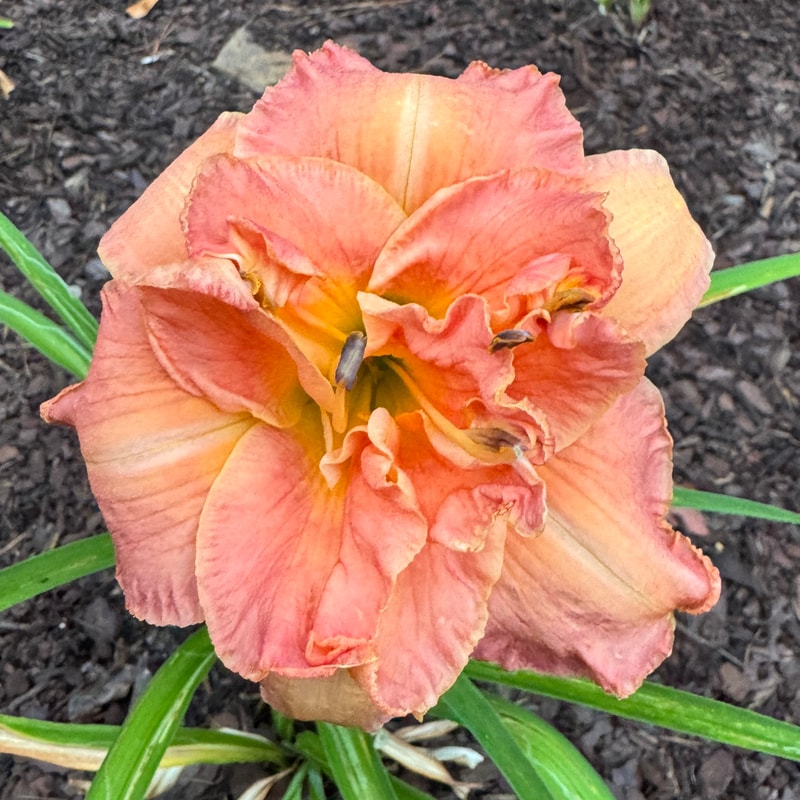 Favor and Blessings daylily bloom