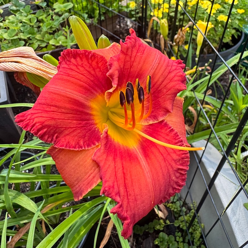A Cowgirl's Heart daylily bloom