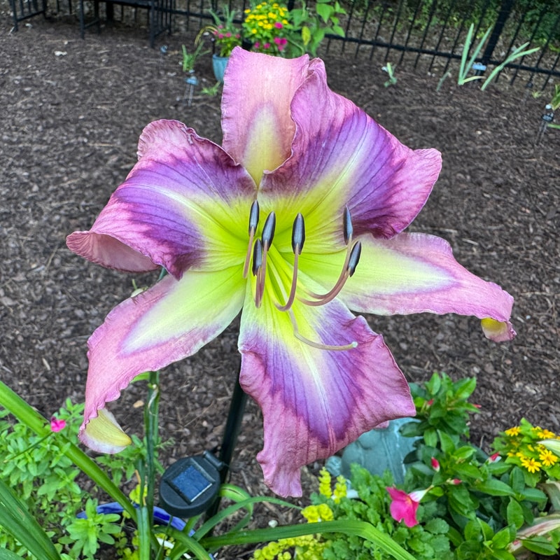 Flight of Orchids daylily bloom