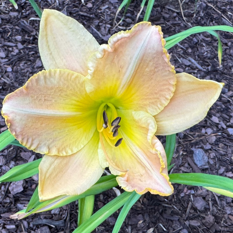 Khorassan daylily bloom