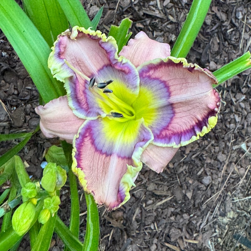 Blue Martini daylily bloom