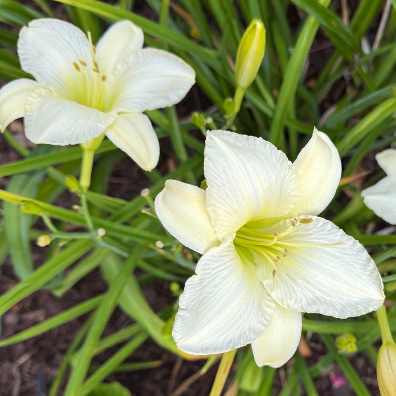Purely daylily bloom