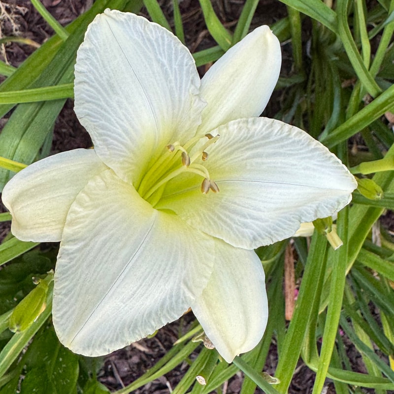 Purely from Wood Branch Daylilies