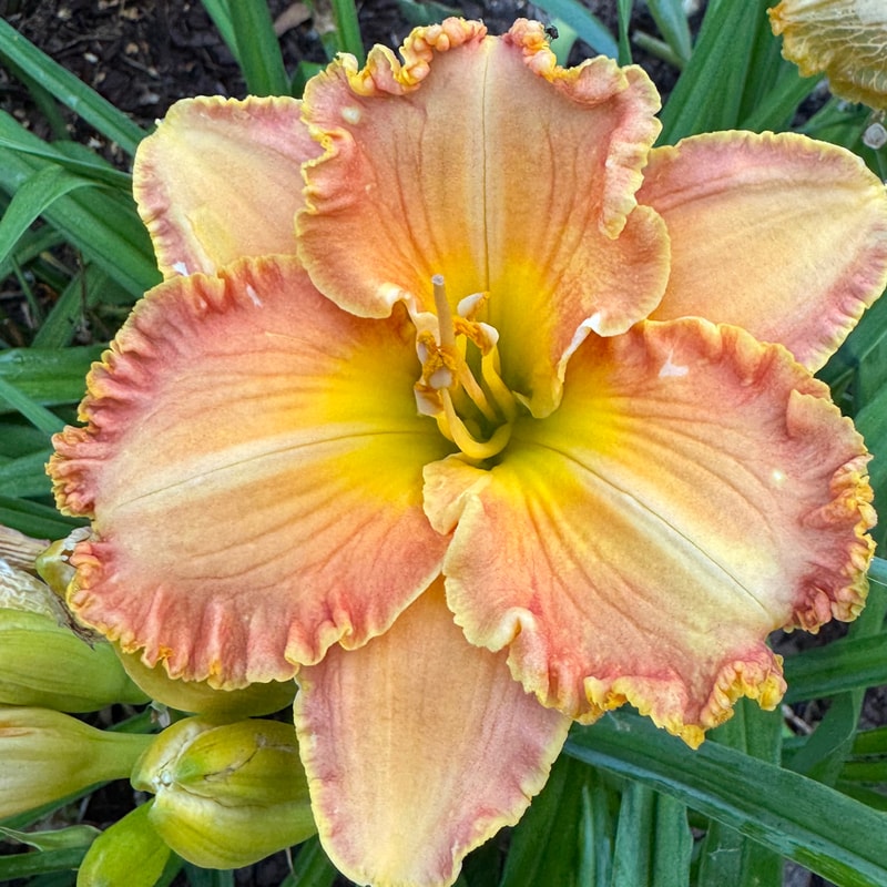 Spacecoast Spice Girl daylily bloom
