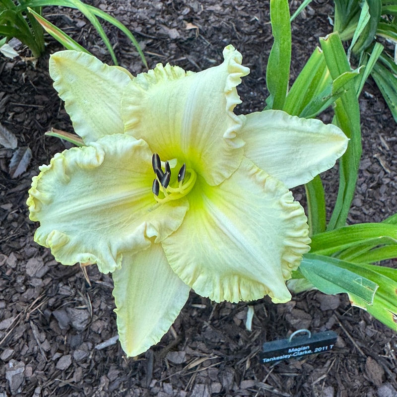 Magian daylily bloom