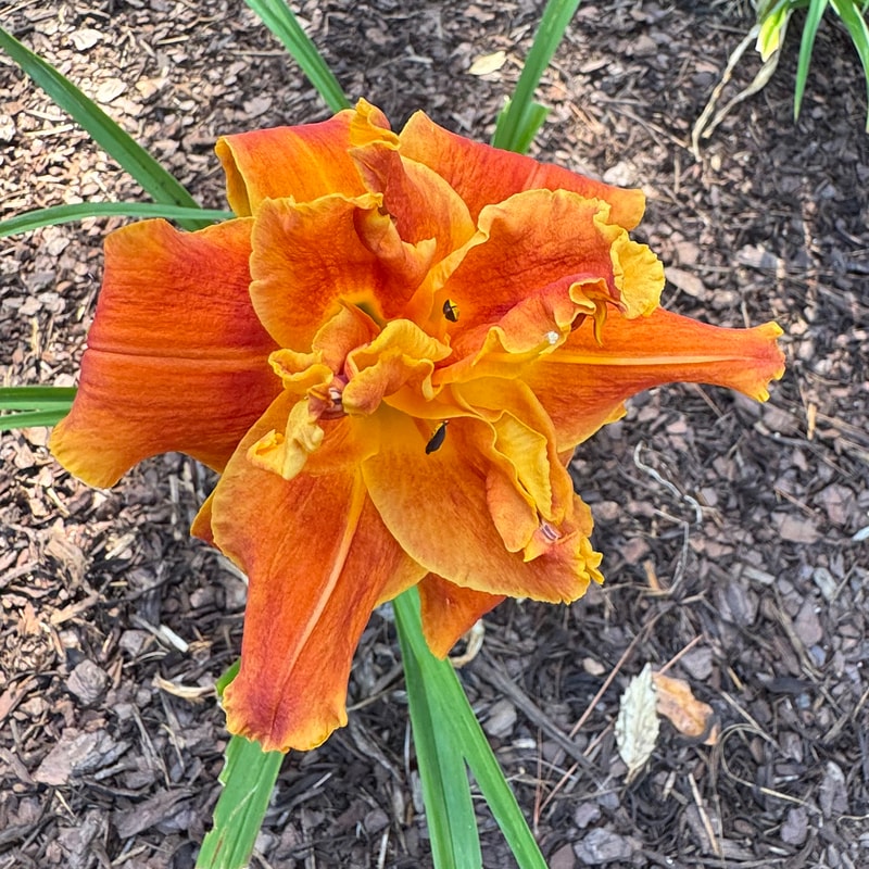 Holiday Party daylily bloom