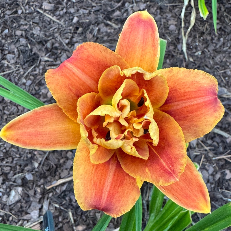 Holiday Party from Wood Branch Daylilies