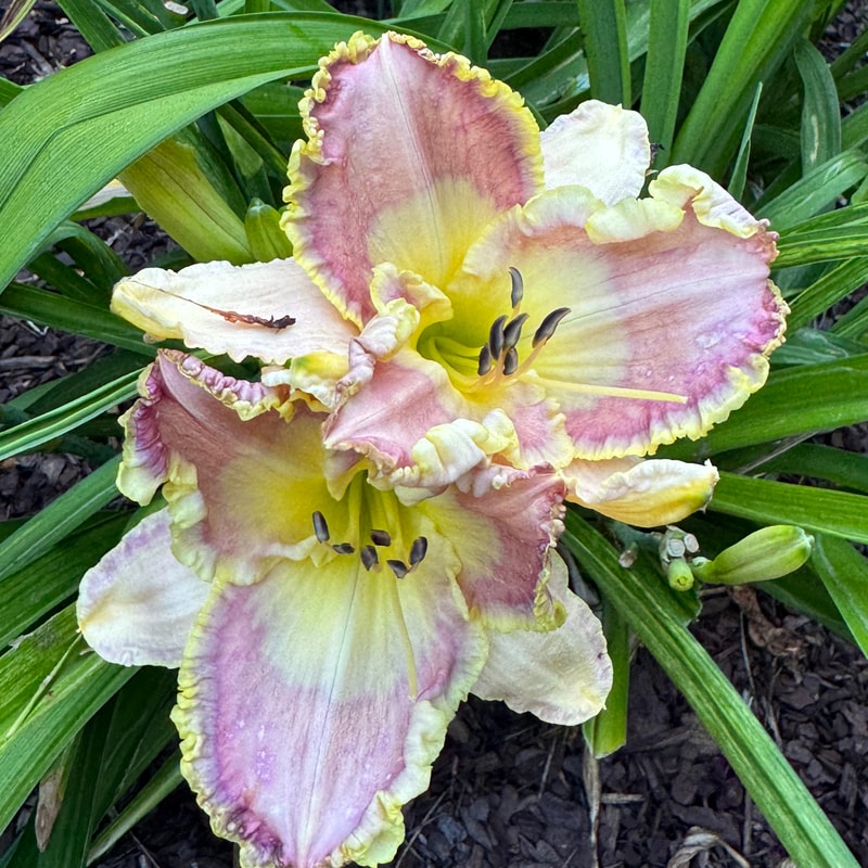 Ginny Mitchell daylily bloom
