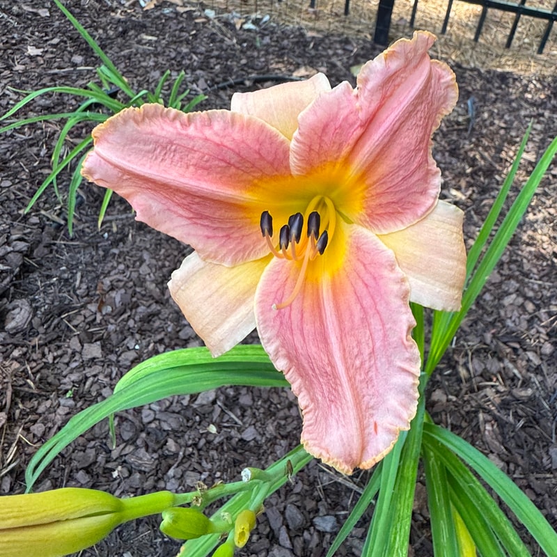 Peach Dawn daylily bloom