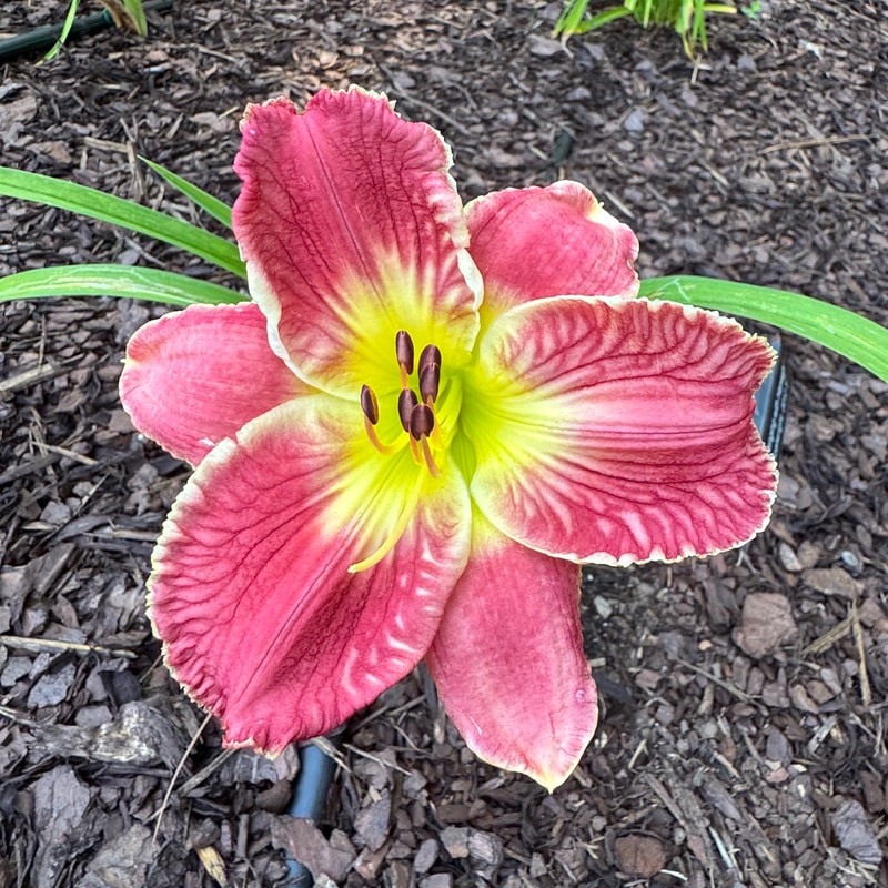 Hanging with Hannah daylily bloom