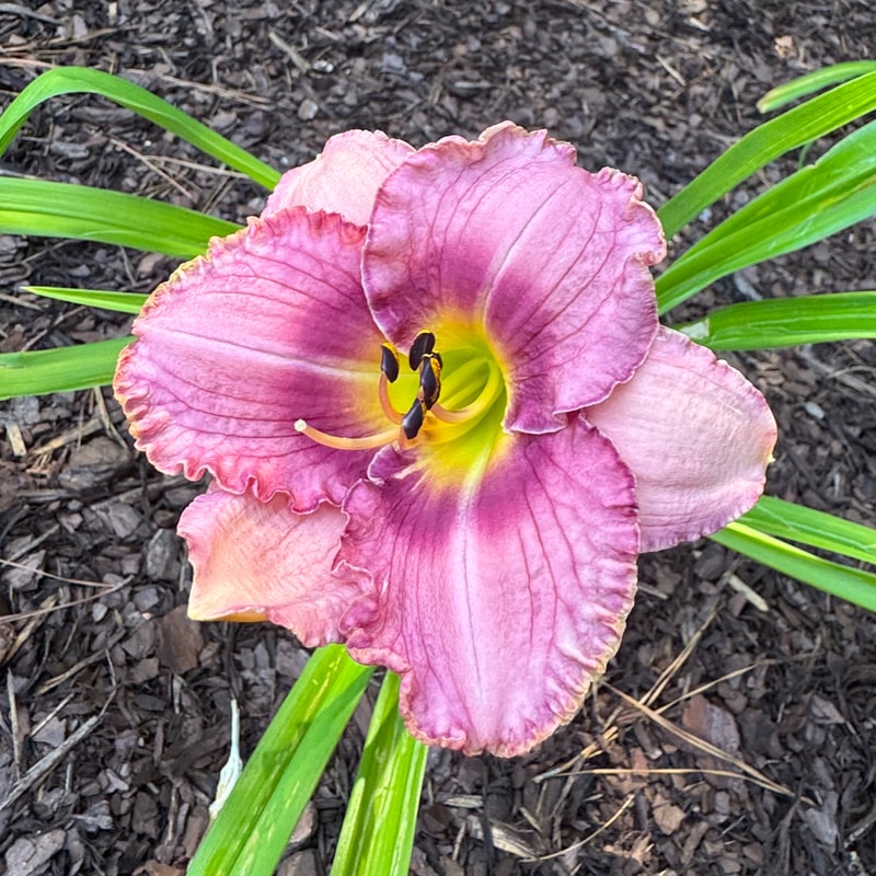 Always Lovely daylily bloom