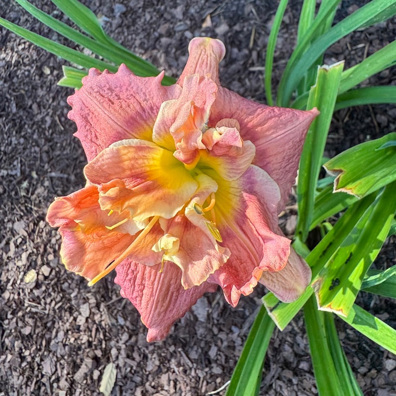 Expo daylily bloom