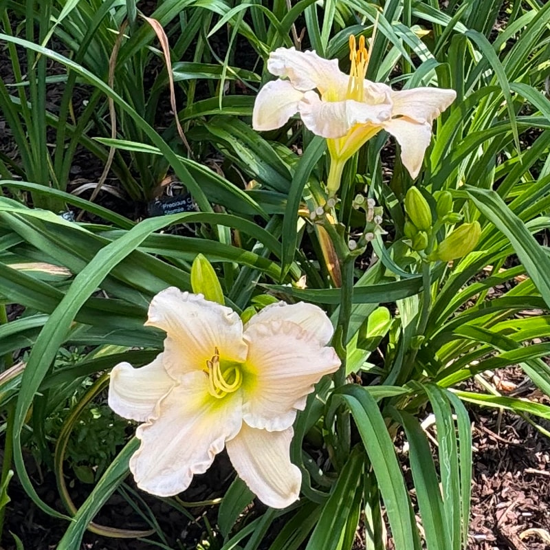 Barbara Mandrell daylily bloom