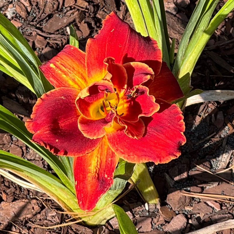 Highland Lord daylily bloom