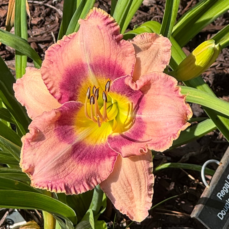 Regal Eye daylily bloom