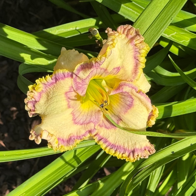 Inviting Romance daylily bloom