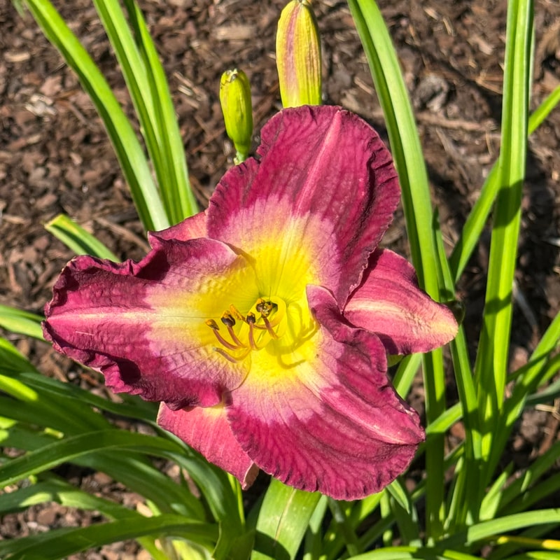 Another Night daylily bloom