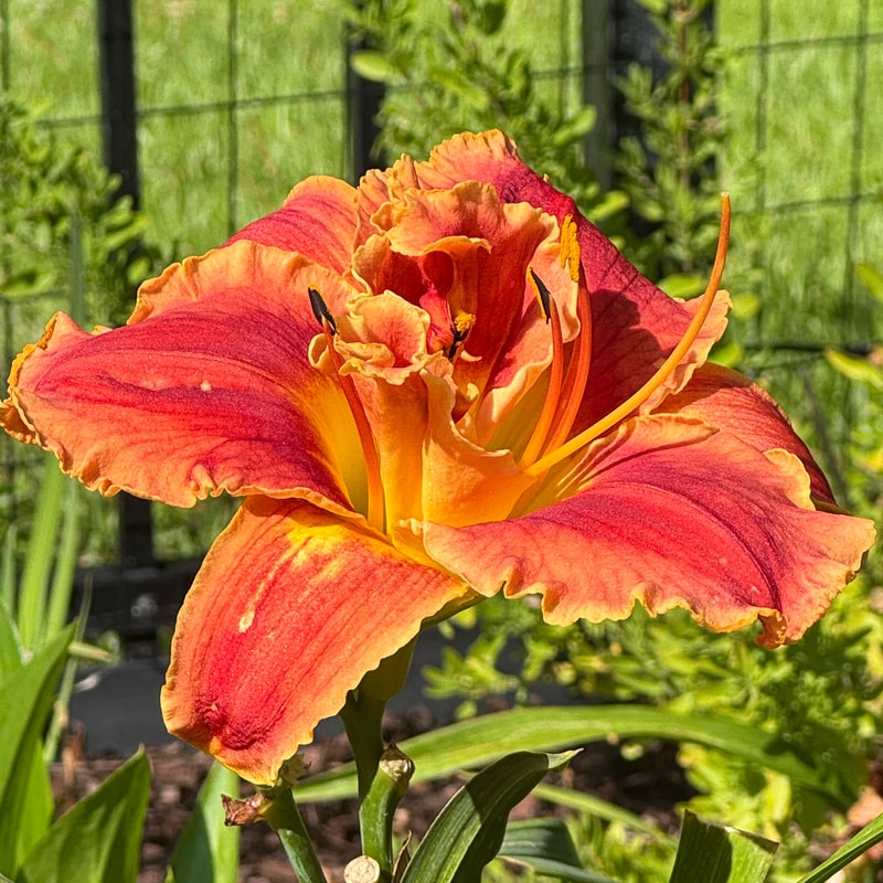 Firecracker Finale daylily bloom