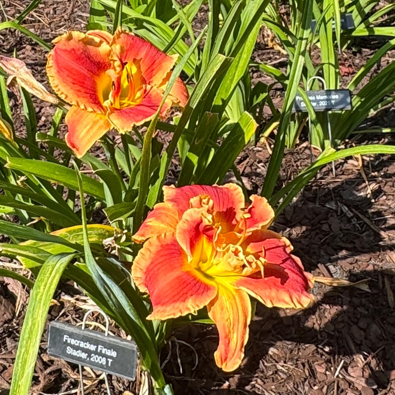Firecracker Finale from Wood Branch Daylilies
