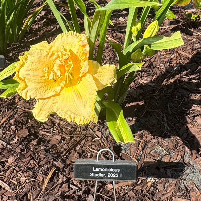 Lemonicious from Wood Branch Daylilies
