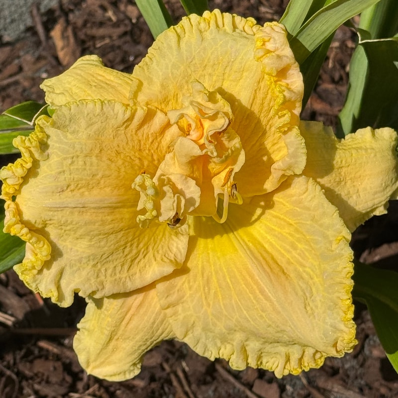 Lemonicious daylily bloom