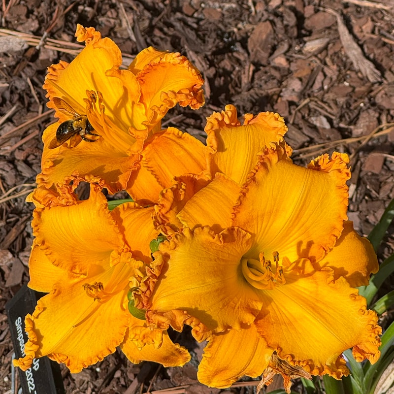 Spice It Up daylily bloom