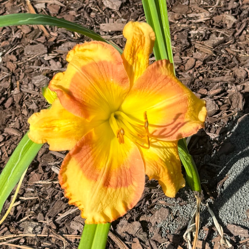 Foxfire Legend daylily bloom