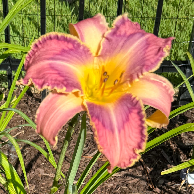Tickled Silly daylily bloom