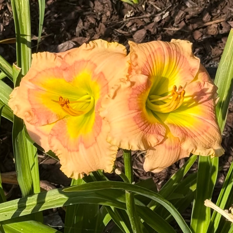 Goody Goody Gumdrop daylily bloom