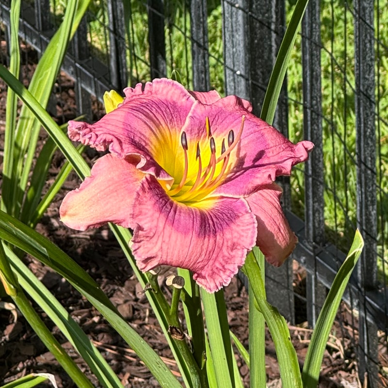 Asheville Mountaineer daylily bloom