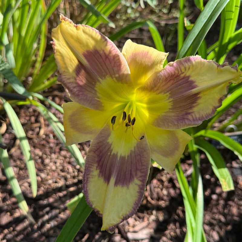 Quiet Riot daylily bloom