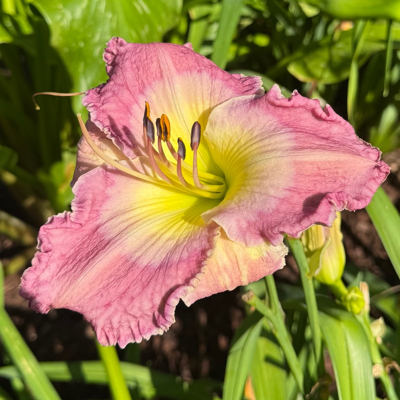 City Center daylily bloom
