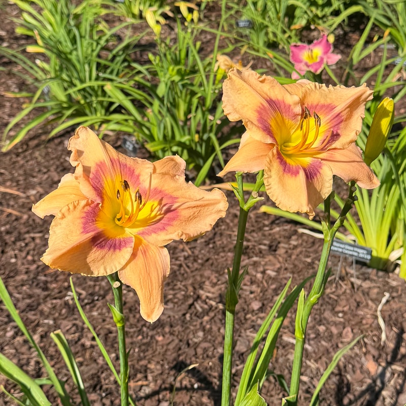 Topguns Verna Jean daylily bloom
