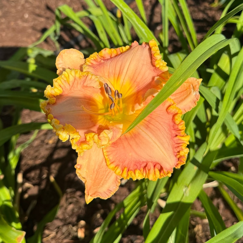 Buddy Hudson daylily bloom