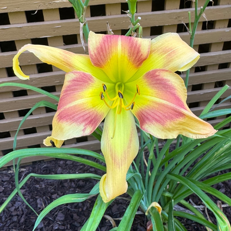 Parade of Peacocks daylily bloom