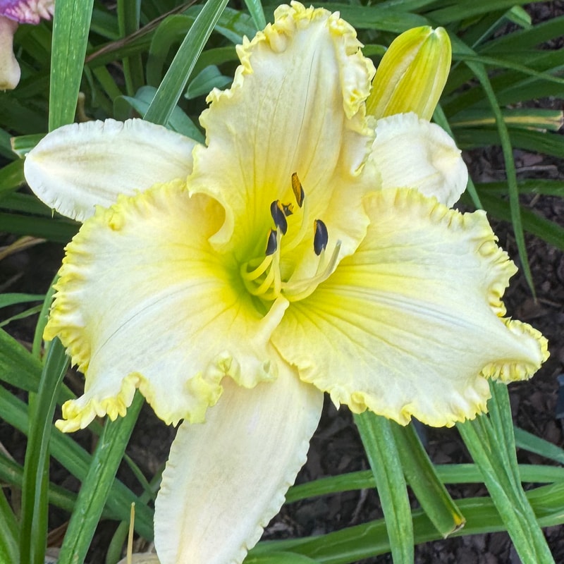 Buzz Saw daylily bloom