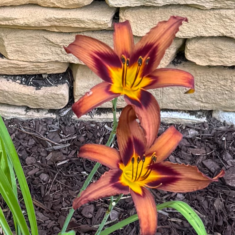 Brown Witch daylily bloom