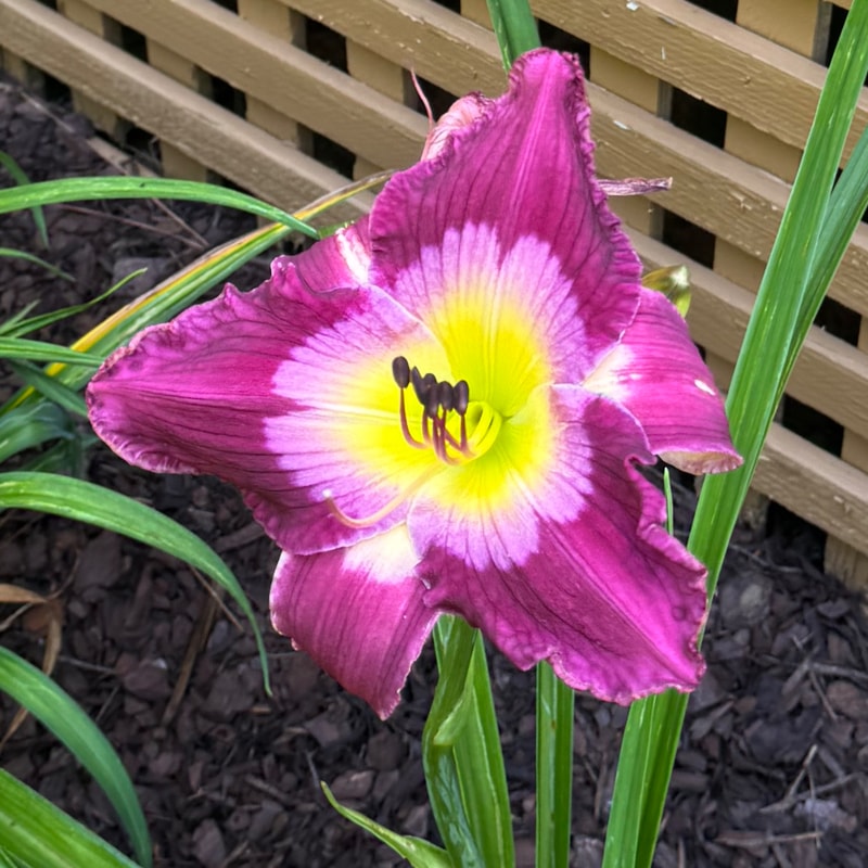 Purple Kaboom daylily bloom
