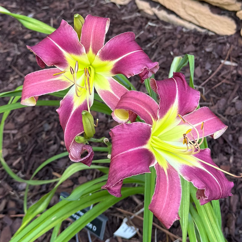 Alchemist daylily bloom