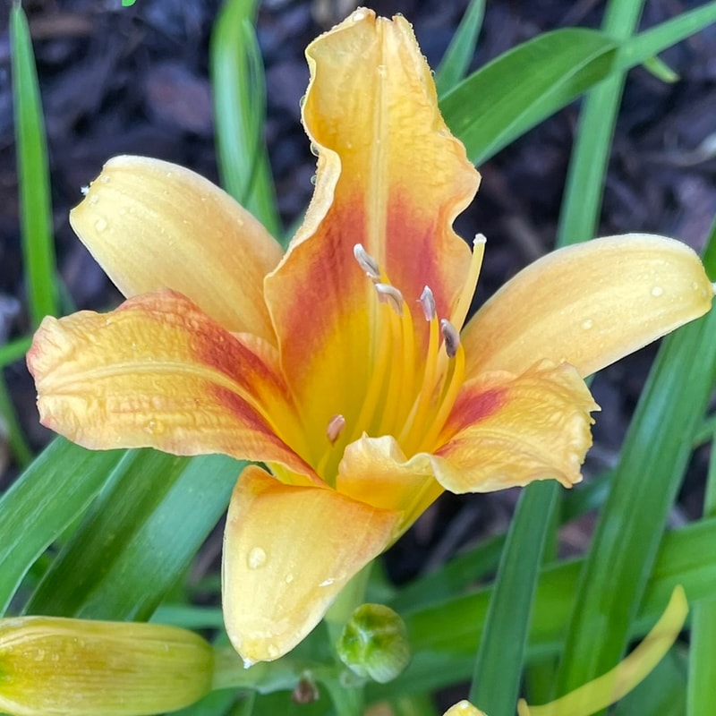 Black Eyed Stella daylily bloom