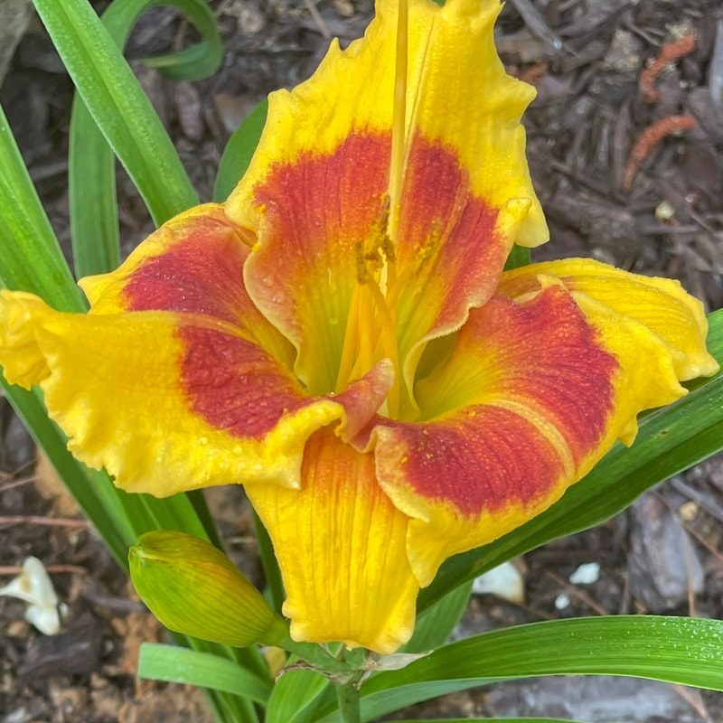 Brookwood Lee Causey daylily bloom