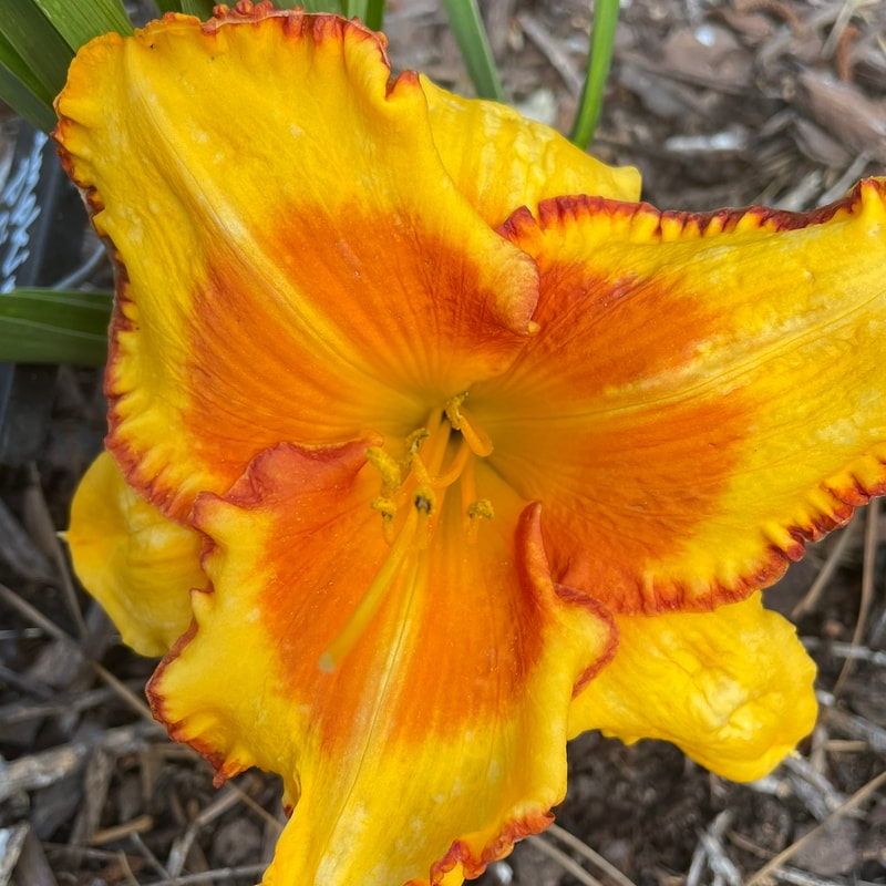 Pumpkin Prince daylily bloom