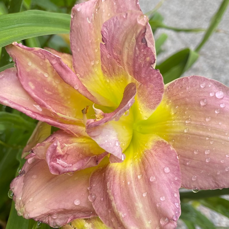 Dublin Elaine daylily bloom