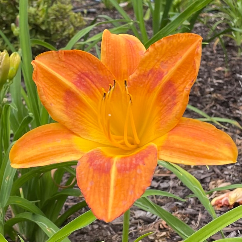 Attacapa daylily bloom