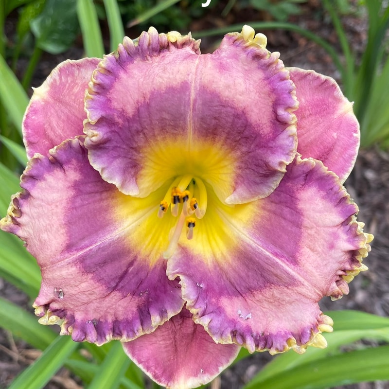 Precious Candy daylily bloom