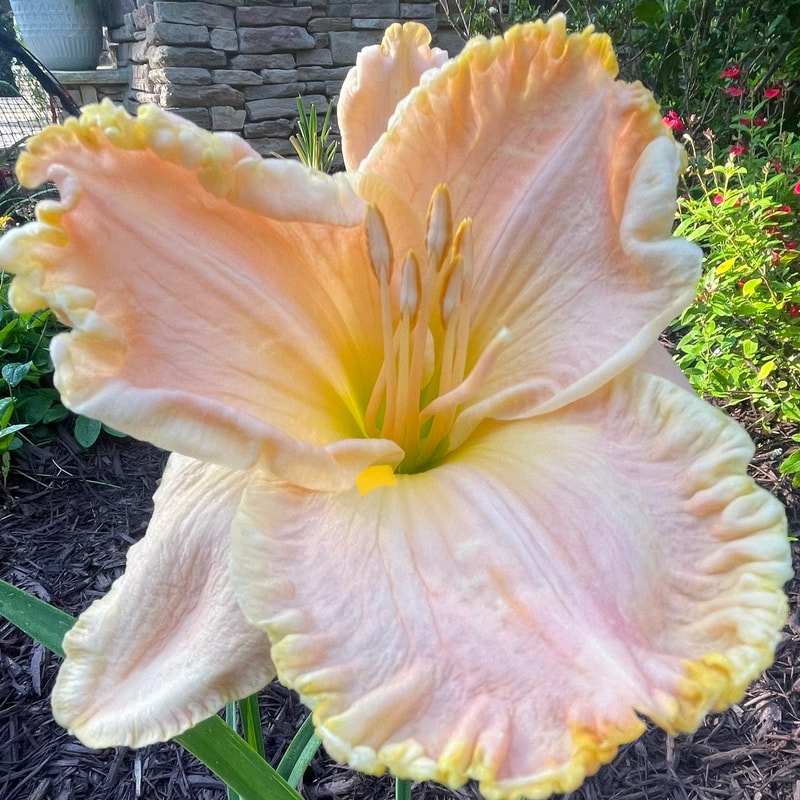Fiji daylily bloom