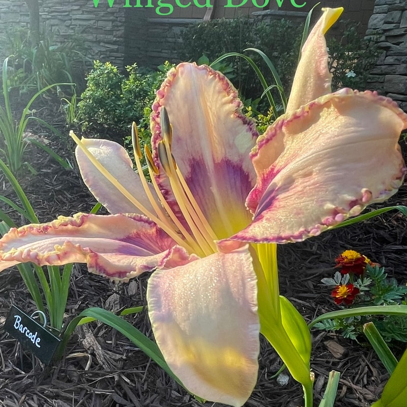 Asheville White Winged Dove daylily bloom