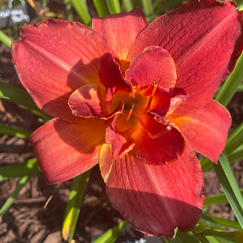 Scarlet Marie daylily bloom
